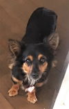 Spikey in TN (Dachshund/Yorkshire Terrier mix)