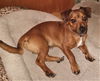 Snoopy #7 in NC   (Dachshund/Shih Tzu Mix)