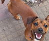 Snoopy #7 in NC   (Dachshund/Shih Tzu Mix)