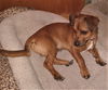 Snoopy #7 in NC   (Dachshund/Shih Tzu Mix)