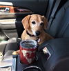 Todd in MD