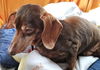 Toby in VA