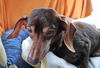 Toby in VA