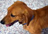 Otis in AL
