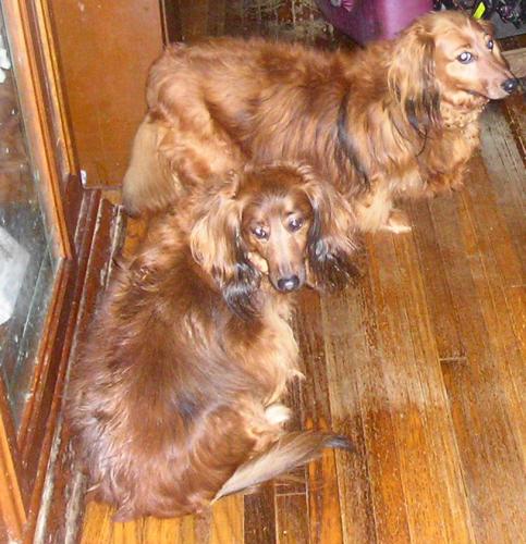 BUDDY& BAILEE..ME