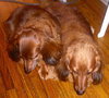 BUDDY& BAILEE..ME