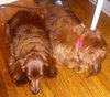 BUDDY& BAILEE..ME