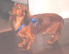 BUDDY3...NYC