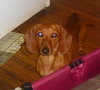 BUSTER...TN