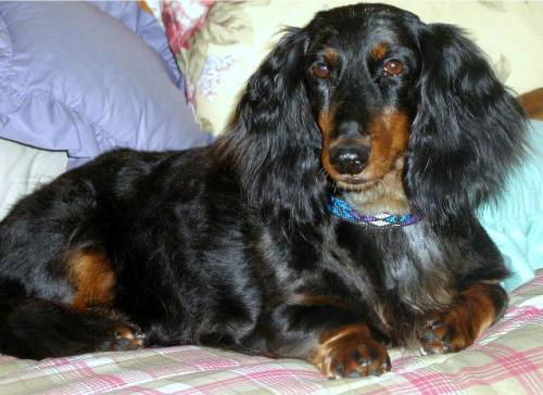 DUTCHESS...AL