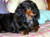 DUTCHESS...AL