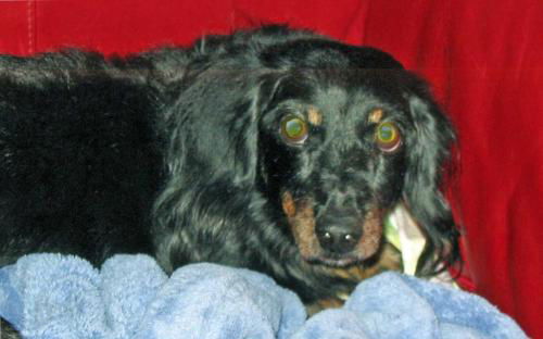 DUTCHESS2....NC