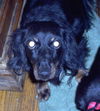 DUTCHESS2....NC
