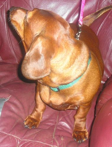 MOLLIE...NC
