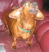 MOLLIE...NC