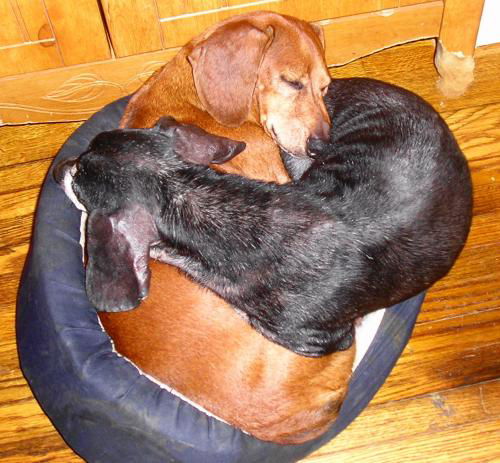 MS WIGGLES & TWIGL