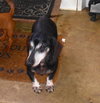 MS WIGGLES & TWIGL