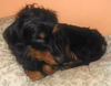 OSCAR3...TX