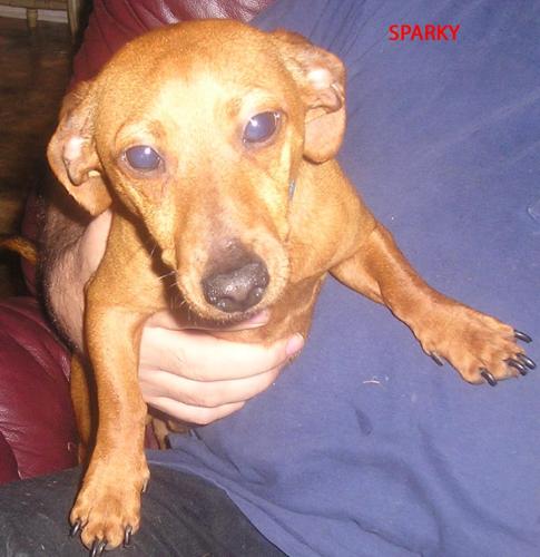 SPARKY,..TN