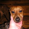 SPARKY,..TN