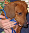 TOBY4.....TN