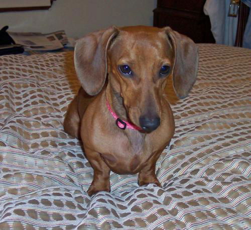 TOOTSIE..GA