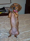 TOOTSIE..GA