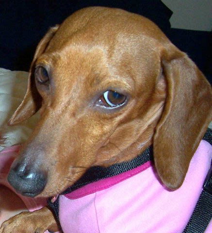 TRIXIE.......SC