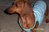 TRIXIE.......SC