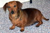 Molly in VA