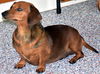 Molly in VA