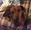 Molly in VA