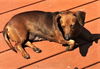 Molly in VA