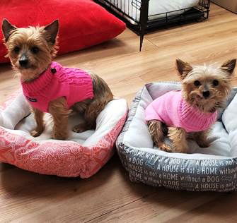 Lizzie and Roxy in NJ (Bonded Pair)