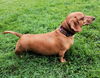 Rusty in PA