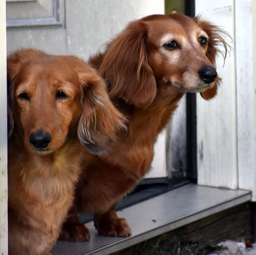 Sampson and Lucy in TN (bonded pair)