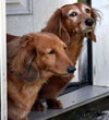 Sampson and Lucy in TN (bonded pair)