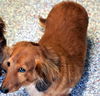 Sampson and Lucy in TN (bonded pair)