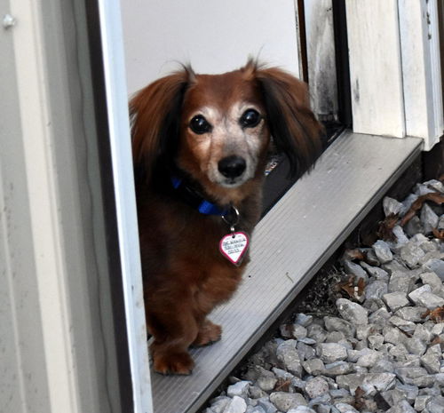 Mr. Weenie in NY