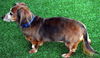 Mr. Weenie in NY