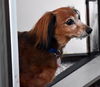 Mr. Weenie in NY
