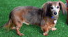 Mr. Weenie in NY