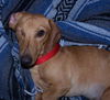 Toby