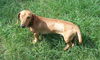 Toby
