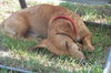 Toby