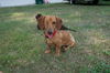 Toby