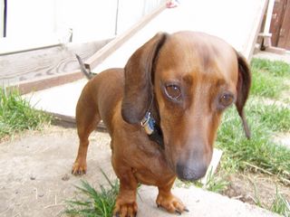 Buddy