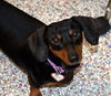 Molly in PA