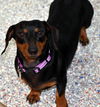 Molly in PA