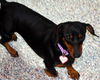 Molly in PA